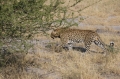 Leopard w bush